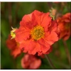 Geum chiloense Tempest Scarlet - Kuklik chiloense Tempest Scarlet - brzoskwiniowo-pomarańczowe, wys. 60, kw. 4/9 FOTO zzzz
