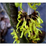 Hamamelis intermedia Primavera - Oczar pośredni Primavera - żółte FOTO