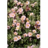 Helianthemum Lawrence Pink - Posłonek Lawrence Pink - różowy, wys. 20, kw 5/8 C0,5 