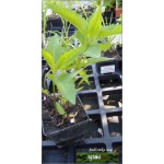 Heliopsis helianthoides Scabra - Słoneczniczek szorstki Scabra - żółty, wys 120, kw 7/9 FOTO