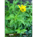 Heliopsis helianthoides - Słoneczniczek szorstki - żółty, wys. 120, kw 7/9 FOTO