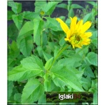 Heliopsis helianthoides - Słoneczniczek szorstki - żółty, wys. 120, kw 7/9 C0,5