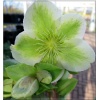 Helleborus nigercors Royal Sofia - Ciemiernik Royal Sofia - zielono-białe, wys. 40, kw. 2/4 FOTO