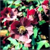 Helleborus purpurascens - Ciemiernik czerwonawy - Ciemiernik purpurowy - ciemnopurpurowe, wys. 30, kw. 3/4 C2 zzzz