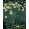 Hemerocallis Altissima - Liliowiec Altissima - kwiat żółty, pachnący, wys. 150. kw 7/8 C1,5