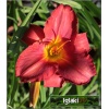 Hemerocallis Amadeus - Liliowiec Amadeus - czerwone, wys. 60, kw 7/8 FOTO