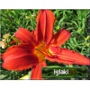 Hemerocallis Anzac - Liliowiec Anzac - kwiat czerwony, żółte gardło, wys. 60 FOTO