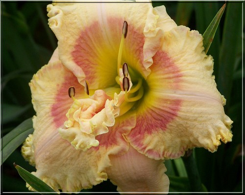 Hemerocallis Darn That Dream - Liliowiec Darn That Dream - kwiat różowo-kremowe, żółte gardło, wys. 70, kw 7/8 C1,5 P xxxy