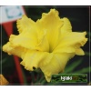 Hemerocallis Forever Young - Liliowiec Forever Young - żółty z czerwonym środkiem, wys. 60, kw 7/8 C1,5 P
