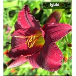 Hemerocallis Gipsy Turtle - Liliowiec Gipsy Turtle - kwiat bordowo-czerwony, żółte gardło,  wys. 45, kw 7/8 C1,5 P