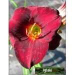 Hemerocallis Gipsy Turtle - Liliowiec Gipsy Turtle - kwiat bordowo-czerwony, żółte gardło,  wys. 45, kw 7/8 C1,5 P