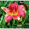 Hemerocallis Just My Size - Liliowiec Just My Size - różowy z czerwonym oczkiem, wys. 40, kw. 7/8 C1,5 P