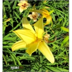 Hemerocallis It\'s Soul Time - Liliowiec It\'s Soul Time - kwiat żółty, wys. 65, kw. 7/8 C1,5 P