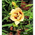 Hemerocallis Little Miss Manners - Liliowiec Little Miss Manners - kwiat kremowy z bordowym środkiem pełny, wys. 40, kw 6/7 C1,5 P