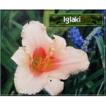 Hemerocallis Little Women - Liliowiec Little Women - kwiat brzoskwiniowy z czerwonym środkiem, zielone gardło wys. 55, kw. 7/8 C1,5 P