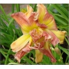 Hemerocallis Longfields Twins - Liliowiec Longfields Twins - kwiat pomarańczowo-różowy, pełny, żółte gardło, wys. 70, kw. 7/8 C1,5 P