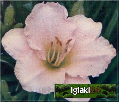 Hemerocallis Lullaby Baby - Liliowiec Lullaby Baby - kwiat kremowo-jasnoróżowy, wys. 55, kw. 7/8 C1,5 P
