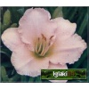 Hemerocallis Lullaby Baby - Liliowiec Lullaby Baby - kwiat kremowo-jasnoróżowy, wys. 55, kw. 7/8 C1,5 P