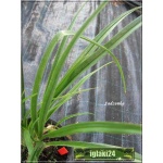 Hemerocallis Luxury Lace - Liliowiec Luxury Lace - jasnoróżowy, wys. 75, kw 7/8 C1,5 P