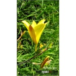 Hemerocallis Middendorffii - Liliowiec Middendorffii - kwiat żółto-pomarańczowy, wys. 65, kw. 7/8 C1,5