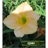 Hemerocallis Ming Porcelain - Liliowiec Ming Porcelain - kwiat kremowo-różowy, zielone gardło, wys. 65, kw. 7/8 C1,5 P
