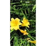 Hemerocallis Mini Stella - Liliowiec Mini Stella - kwiat żółty, wys. 30, kw. 7/8 C1,5