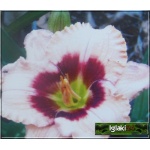 Hemerocallis Orchid Candy - Liliowiec Orchid Candy - różowo-brzoskwiniowy, wys. 60, kw 7/8 C1,5 P