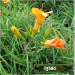 Hemerocallis Pixie Parasol - Liliowiec Pixie Parasol - pomaraczowy, wys. 30, kw 6/9 C1,5 P