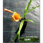 Hemerocallis Pixie Parasol - Liliowiec Pixie Parasol - pomaraczowy, wys. 30, kw 6/9 C1,5 P