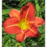 Hemerocallis Red Rum - Liliowiec Red Rum - kwiat czerwony z żółtym gardłem, wys. 45, kw. 7/8 C1,5 P
