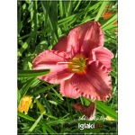 Hemerocallis Rosy Returns - Liliowiec Rosy Returns - kwiat różowy z żółtym gardłem, wys. 45, kw 7/8 C1,5 P