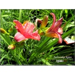 Hemerocallis Rosy Returns - Liliowiec Rosy Returns - kwiat różowy z żółtym gardłem, wys. 45, kw 7/8 C1,5 P