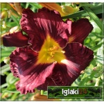 Hemerocallis Silent Sentry - Liliowiec Silent Sentry - kwiat purpurowy, żółty środek, wys. 60, kw. 7/8 C1,5 P