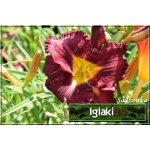 Hemerocallis Silent Sentry - Liliowiec Silent Sentry - kwiat purpurowy, żółty środek, wys. 60, kw. 7/8 C1,5 P