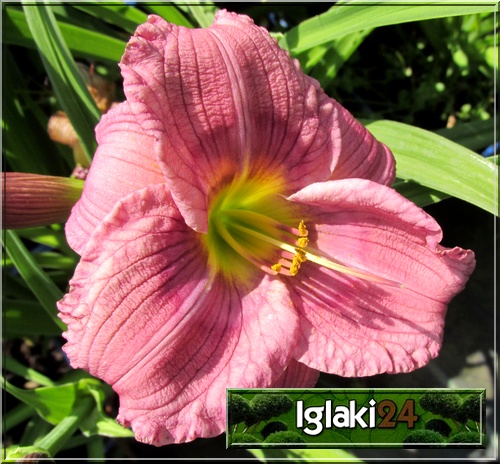 Hemerocallis Siloam New Toy - Liliowiec Siloam New Toy - kwiat fioletowy z ciemnofioletowym środkiem, zielone gardło, wys. 50, kw. 6/7 C1,5 P