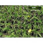 Hemerocallis Stella d&Oro - Liliowiec Stella d&Oro - żółty, wys. 30, kw 6/9 C1,5
