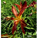 Hemerocallis Tom Barnes - Liliowiec Tom Barnes - kwiat bordowy z żółtym środkiem, wys. 70, kw. 7/8 C1,5 P