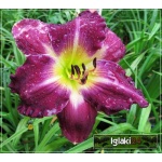 Hemerocallis Tooth - Liliowiec Tooth - kwiat purpurowy, zielono-żółte gardło, wys. 70, kw. 7/8 C1,5 P