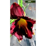 Hemerocallis Tooth - Liliowiec Tooth - kwiat purpurowy, zielono-żółte gardło, wys. 70, kw. 7/8 C1,5 P
