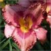 Hemerocallis Vivacious Pam - Liliowiec Vivacious Pam - kwiat różowy z ciemniejszym środkiem i falbanką, zielone gardło, wys. 60, kw. 7/8 C2