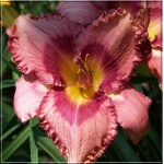 Hemerocallis Vivacious Pam - Liliowiec Vivacious Pam - kwiat różowy z ciemniejszym środkiem i falbanką, zielone gardło, wys. 60, kw. 7/8 C2