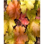 Heuchera Amber Waves - Żurawka Amber Waves - liście zielono-różowe, wys. 40, kw. 5/7 C0,5 P xxxy