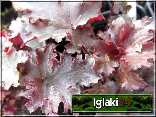 Heuchera Black Taffeta - Żurawka Black Taffeta - liść ciemnopurpurowy, kwiat biały, wys. 30, kw. 5/6 C0,5 P
