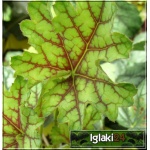 Heuchera Green Spice - Żurawka Green Spice - liść zielony z czerwonymi przebarwieniami, białe, kw. 6/7, wys. 70 C0,5