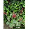 Heuchera Lipstick - Żurawka Lipstick - liście zielone z srebrym marmurkiem, kwiaty czerwone, wys. 50, kw 5/8 C0,5 P