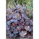 Heuchera micrantha Palace Purple - Żurawka drobna Palace Purple - bordowoczerwone liście, wys 50, kw 6/7 C0,5