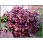 Heuchera micrantha Palace Purple - Żurawka drobna Palace Purple - bordowoczerwone liście, wys 50, kw 6/7 C0,5
