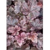 Heucherella Berry Fizz - Żuraweczka Berry Fizz - liście fioletowe z brązowymi plamami, kwiaty różowe, wys. 15, kw 6/7 FOTO 