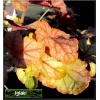 Heucherella Copper Cascade - Żuraweczka Copper Cascade - liść żółto brązowy, kwiat biały, wys. 20, kw 5/6 FOTO