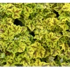 Heucherella Leapfrog - Żuraweczka Leapfrog - liście żółte z czerwonym środkiem, wys. 50, kw. 5/7 FOTO